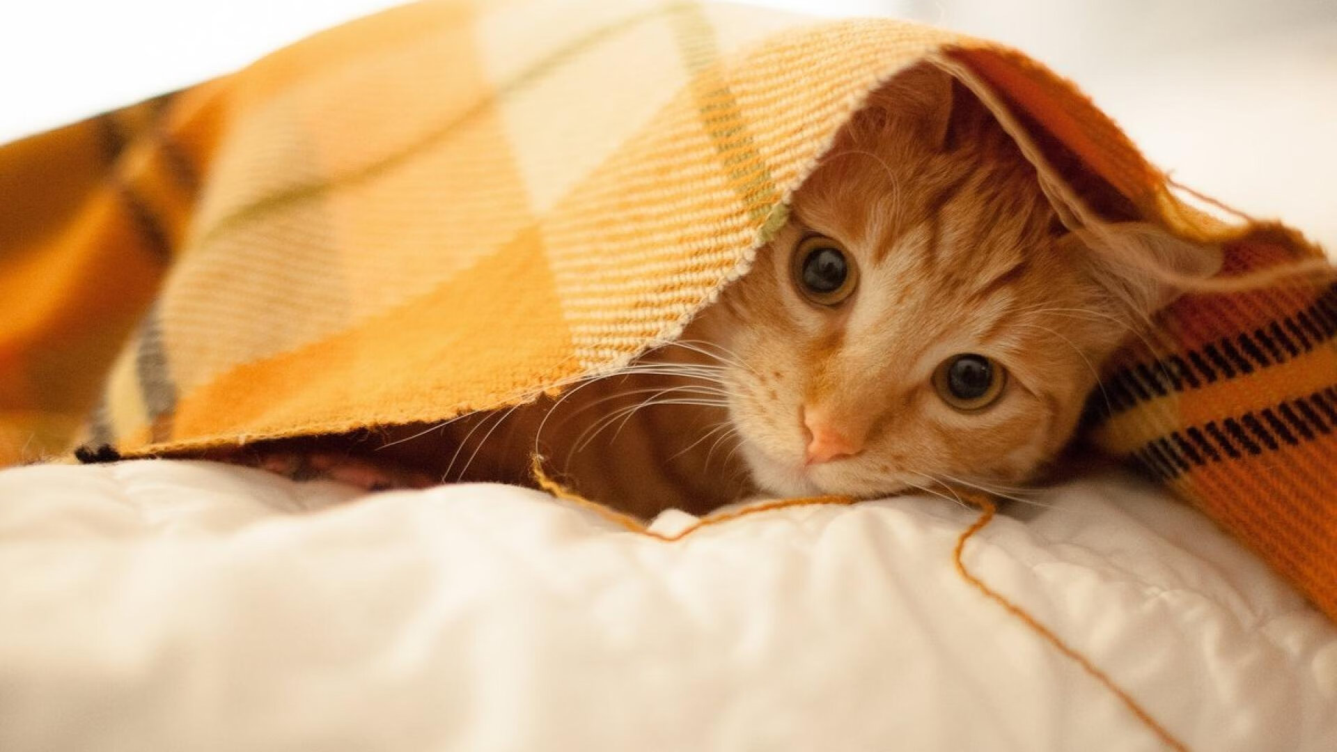 NBA联盟裁判员判罚标准化体系,nba裁判级别