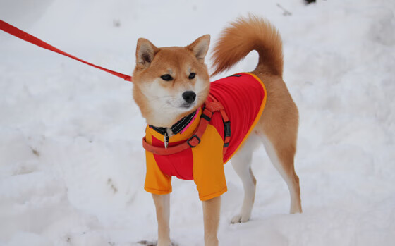 NBA赛季三分球效率提升方案,nba三分球大赛最高得分