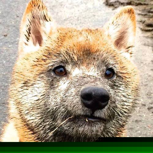 德甲俱乐部足球与社会公益结合的品牌创新,德甲合作伙伴