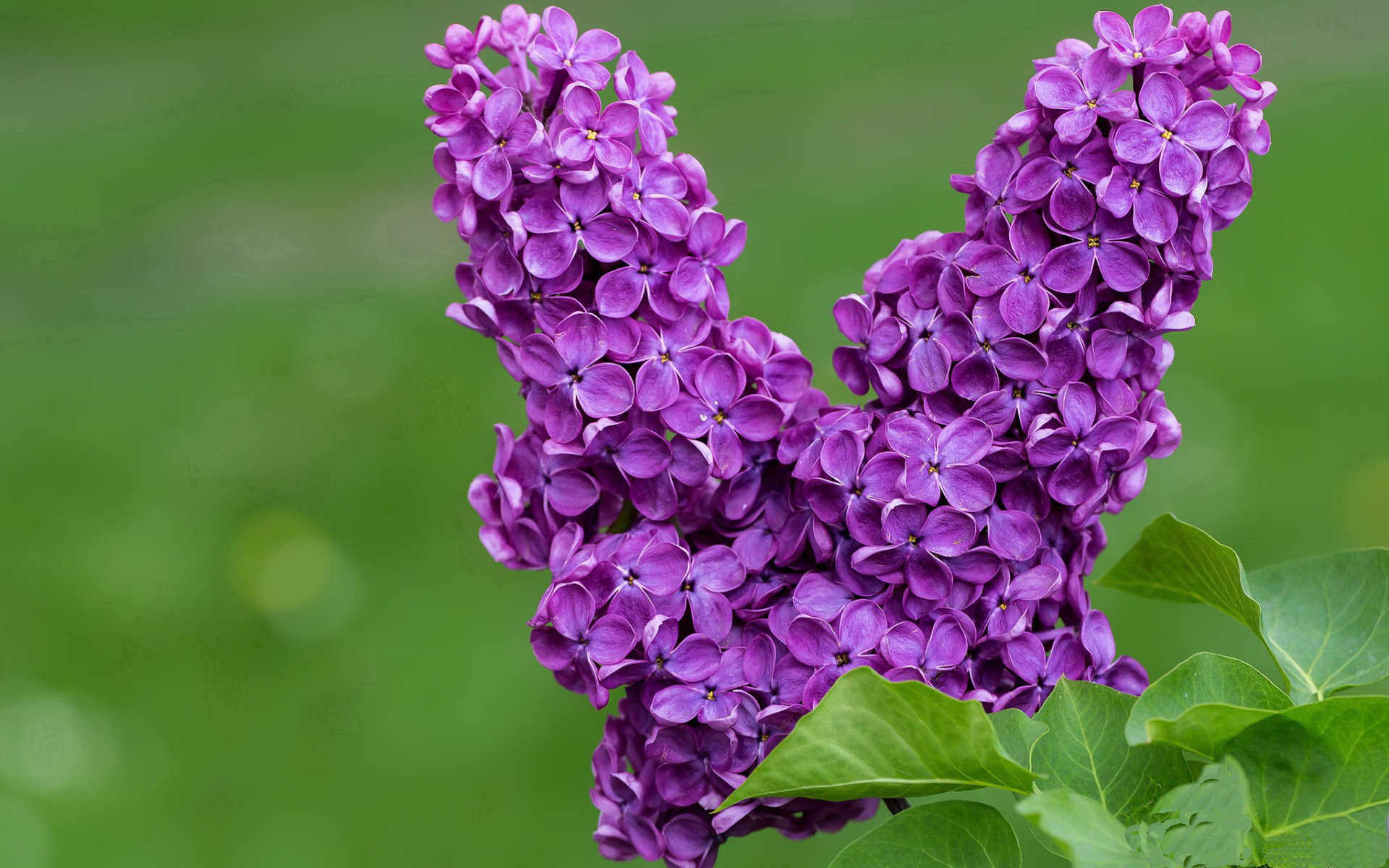 意甲球队利用GPS数据优化跑动分布及能量管理,意甲球队地图分布