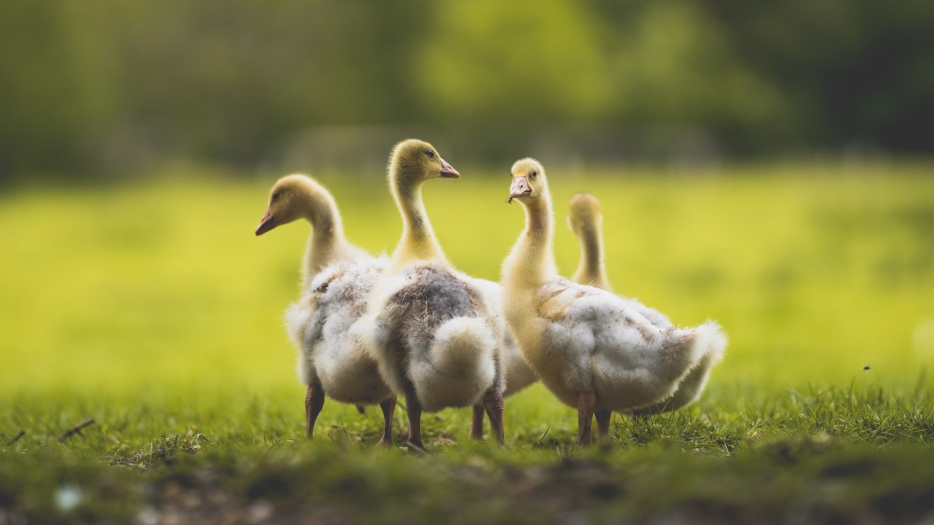 篮球专项技能数据分析与智能应用研究,篮球专业技能展示