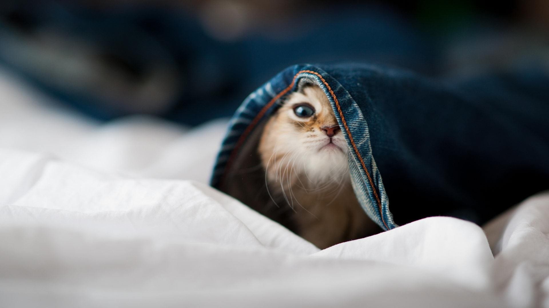 高校体育赛事观众体验提升策略研究,体育赛事审美体验