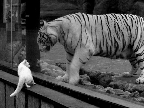 体育新闻中心赛事志愿者风采,体育赛事志愿者的工作