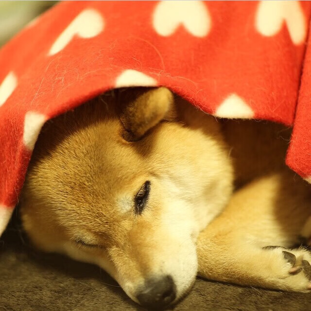 俱乐部利用智能分析技术提升球员比赛数据解读能力,足球俱乐部数据分析师