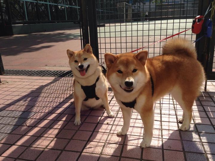 俱乐部利用智能分析技术提升球员比赛数据解读能力,足球俱乐部数据分析师