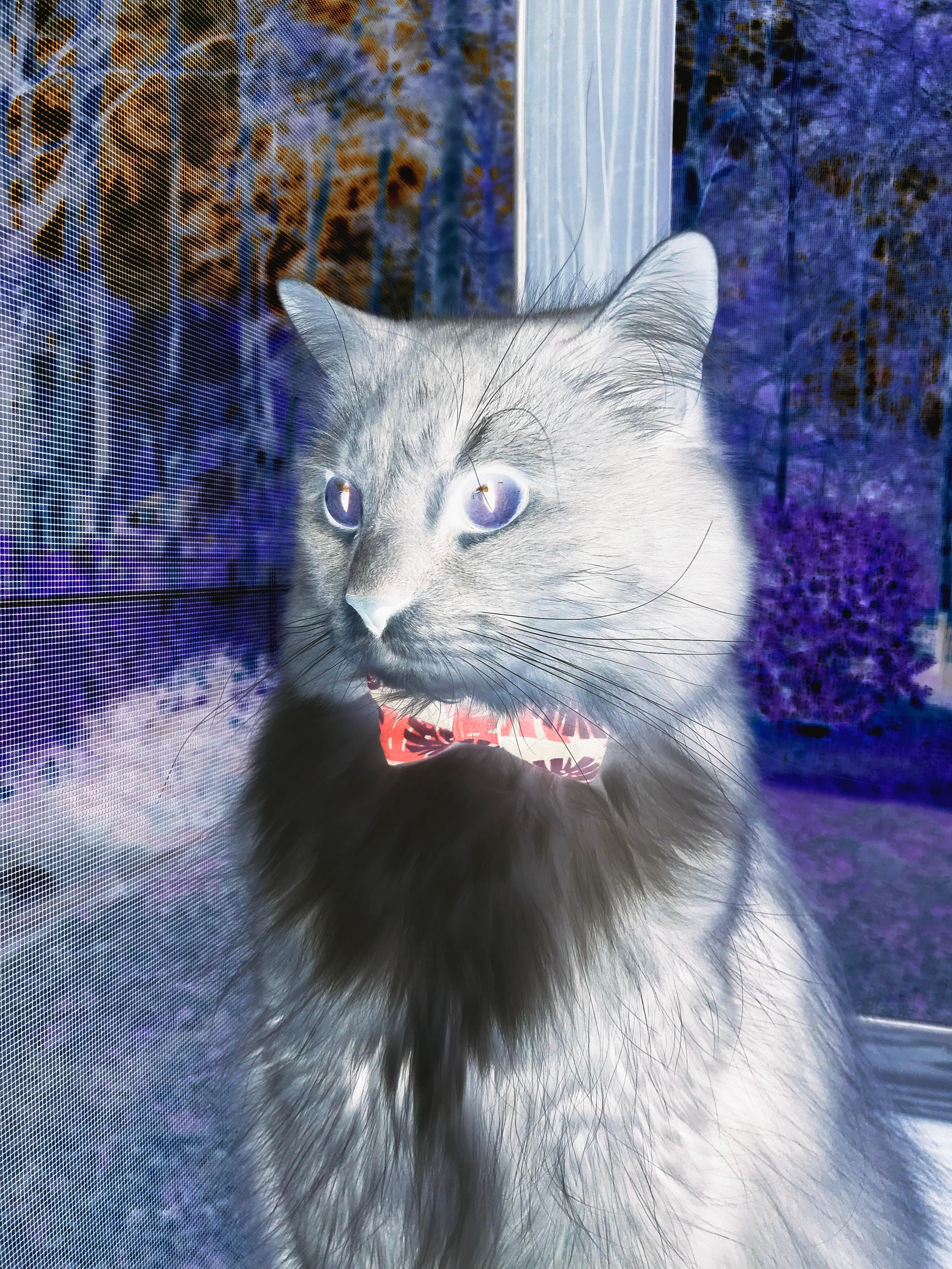 南非羚羊队:不惧任何挑战,每一次进攻与防守都充满力量与智慧