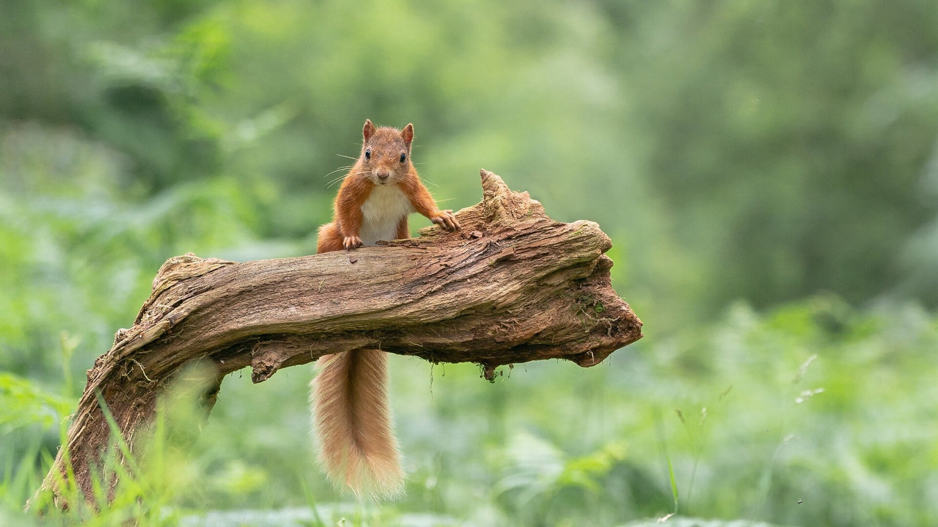 乐鱼体育App下载-德甲无敌战斗：连续得分破纪录，德甲最高分夺冠
