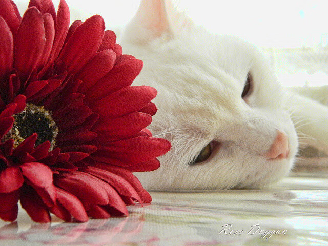 乐鱼电竞在线平台-恩多耶-布鲁阿尔赛后分享备战心路历程，多恩布什 圣才