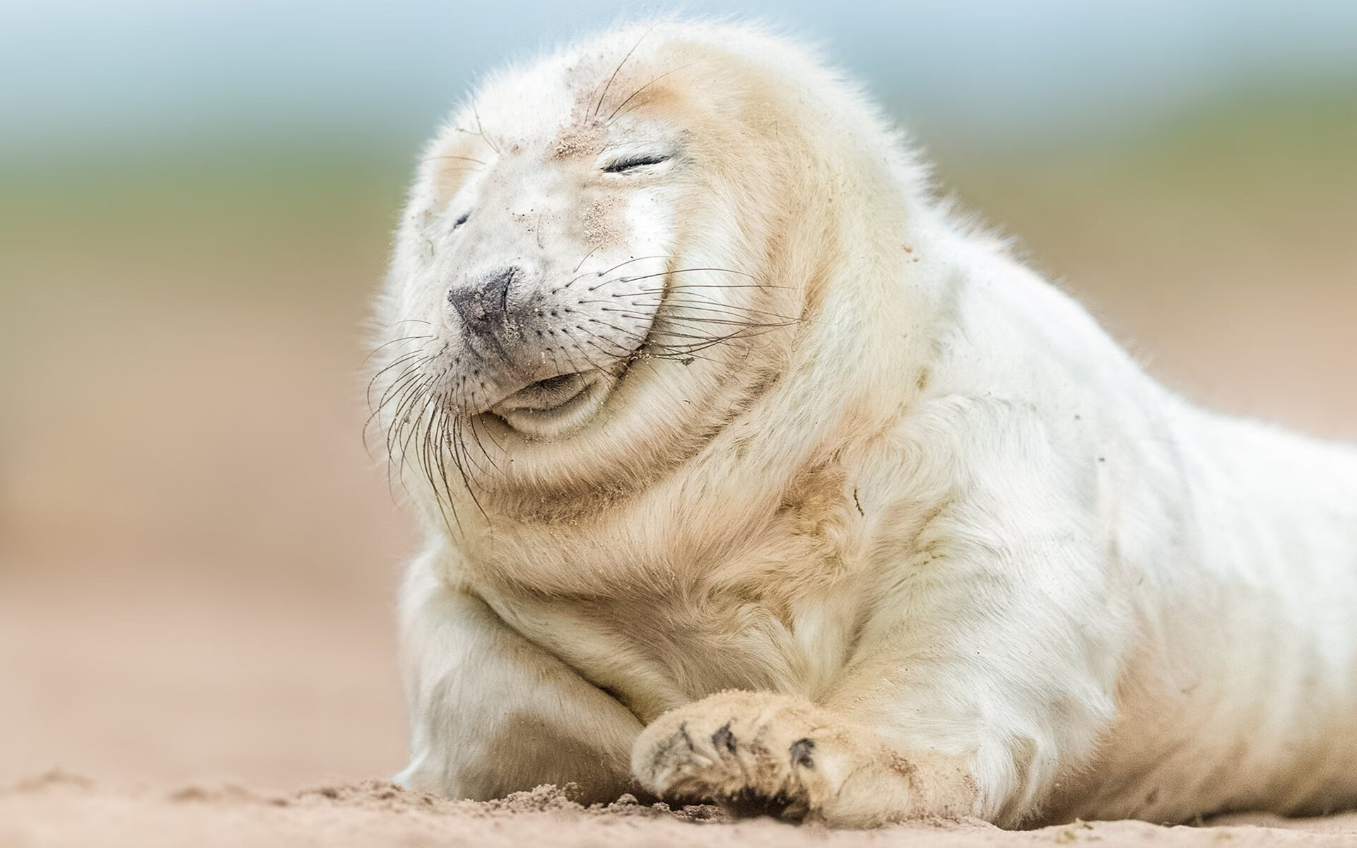 新西兰全黑队的组织进攻与破防能力令人赞叹,新西兰全黑队的组织进攻与破防能力令人赞叹的是