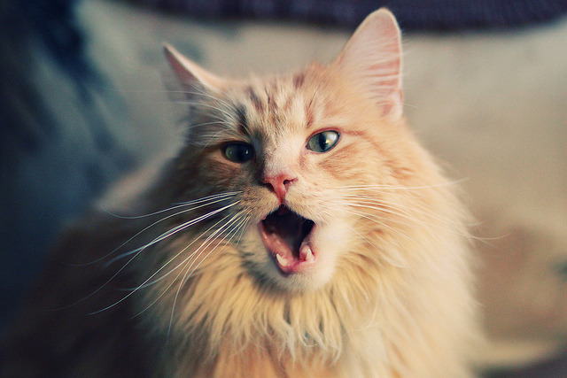 乐鱼体育APP官方下载-格鲁吉亚女篮在欧洲锦标赛中闪耀光芒，迈向新高峰，格鲁吉欧女王vs