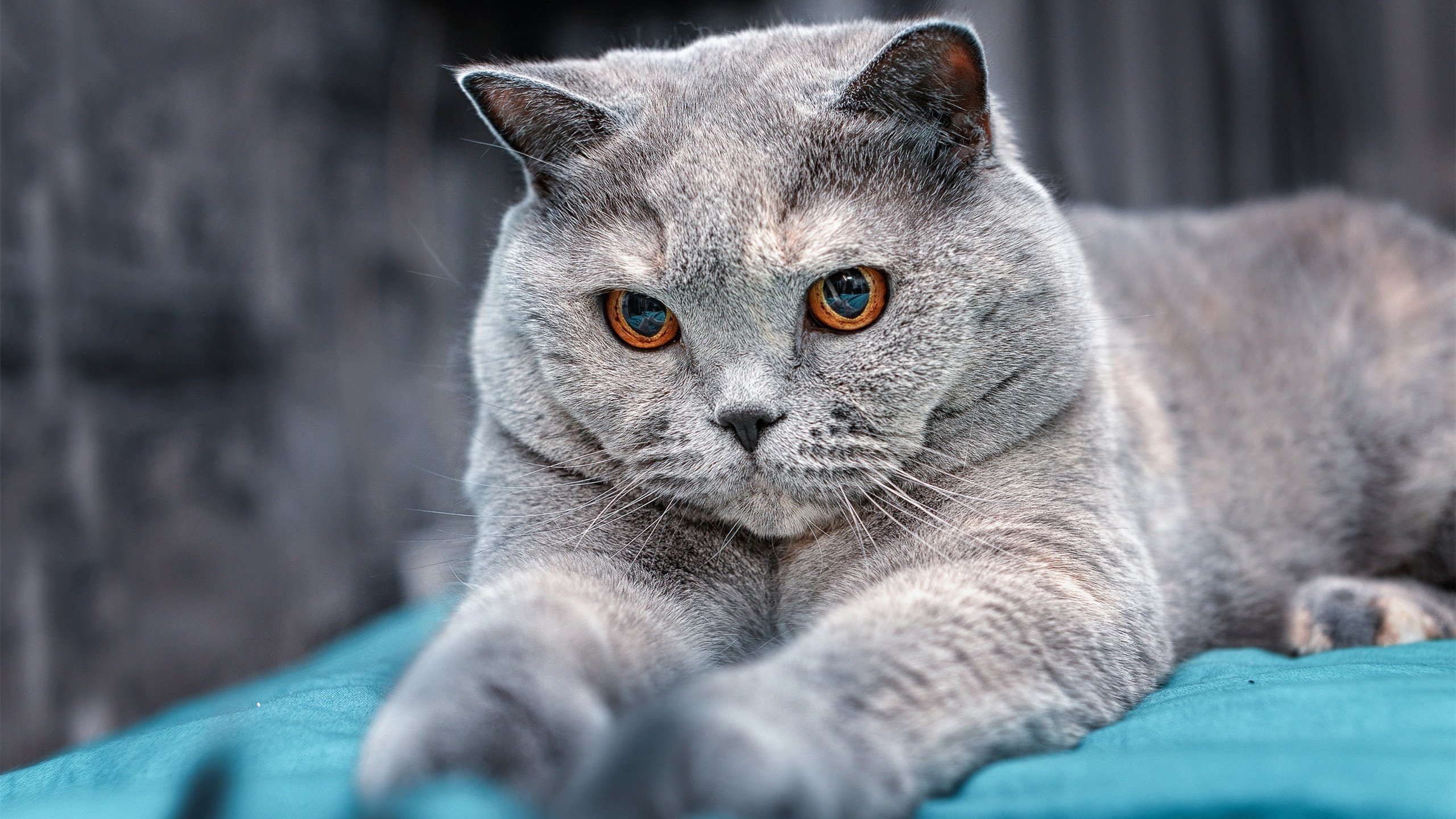 乐鱼电竞在线平台-橄榄球文化进驻博物馆展览，橄榄球大赛