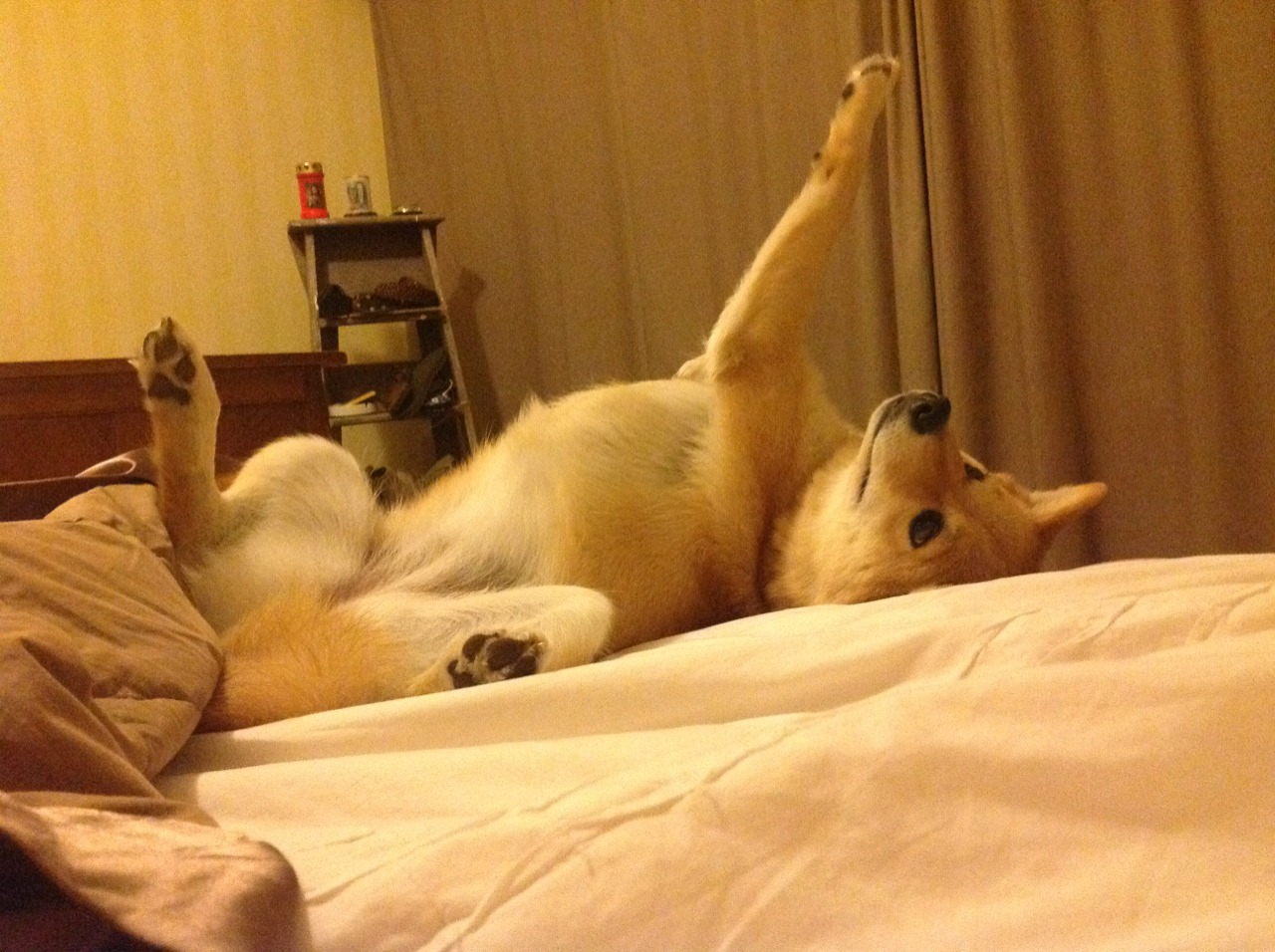 橄榄球文化进驻博物馆展览,橄榄球大赛