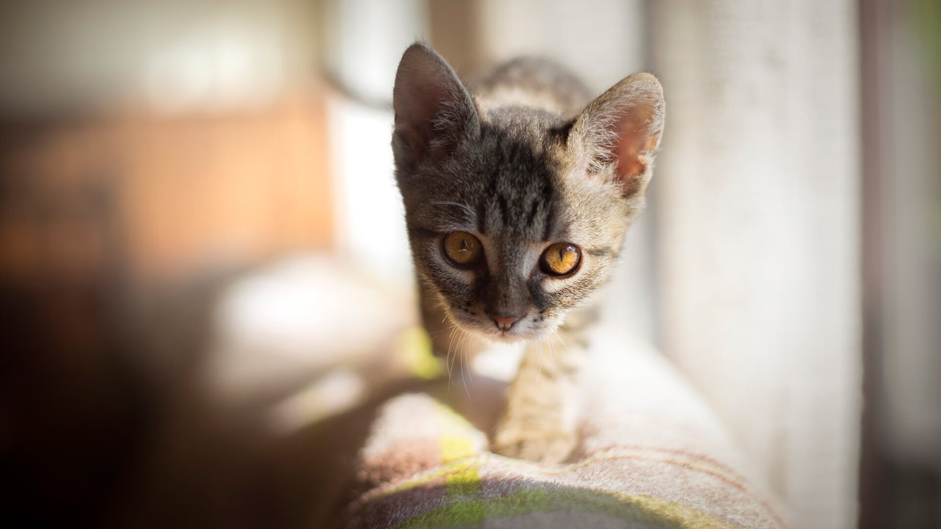 艾比·德尔福:南非队的“铁卫”,每次拦截都是比赛的转折点